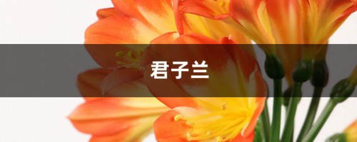 君子兰年年夹箭，关小黑屋、浇点酒，花箭竟5天钻出来！