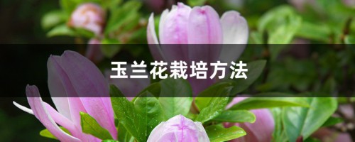 玉兰花栽培方法