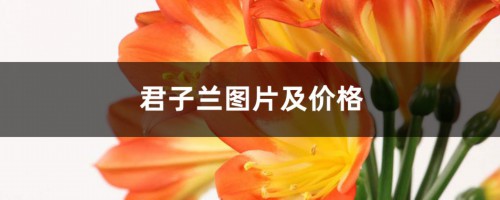 君子兰图片及价格