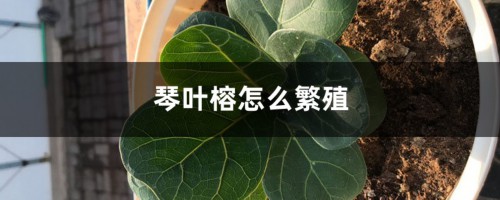 琴叶榕怎么繁殖